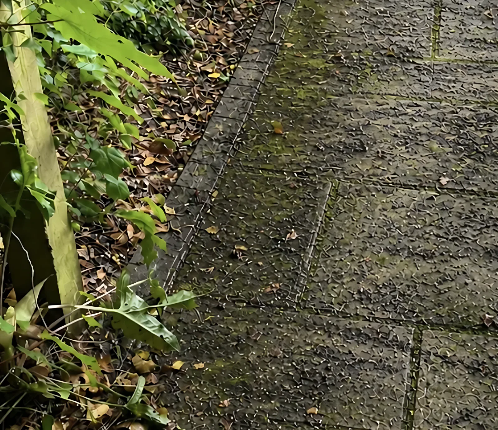 Stone patio before cleaning